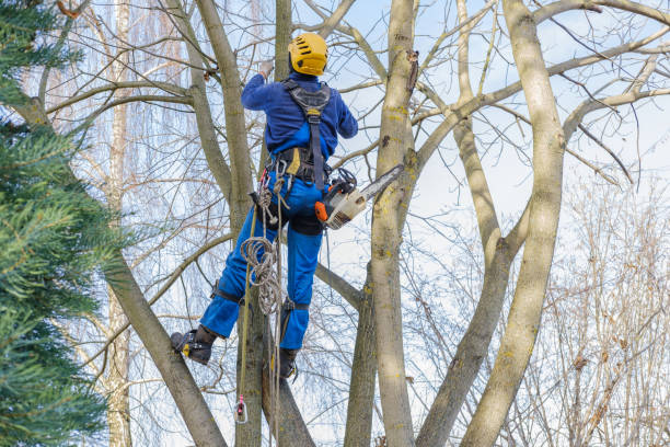 Best Storm Damage Tree Cleanup  in Carlisle, OH