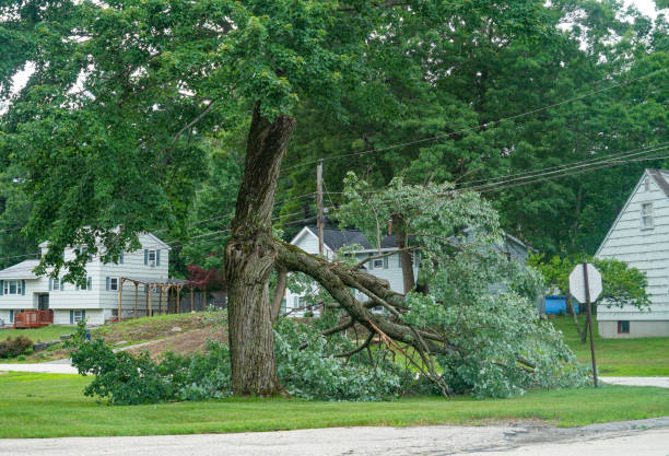 Best Tree Mulching  in Carlisle, OH